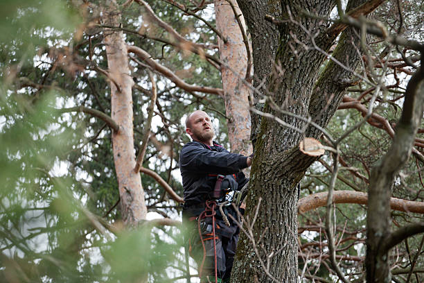 Best Tree Maintenance Programs  in St Charles, MN